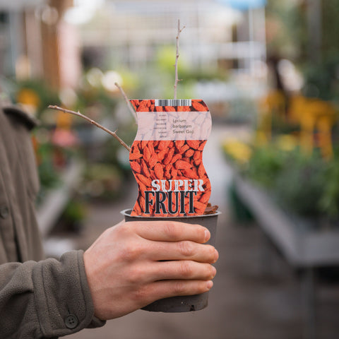 Simegarden Goji rosso 12 cm