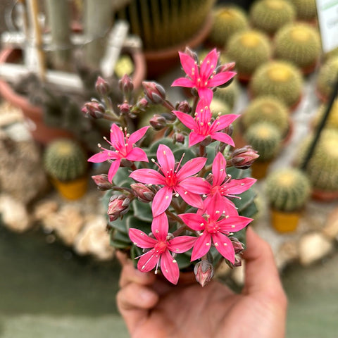 Simegarden Graptopetalum bellum grande