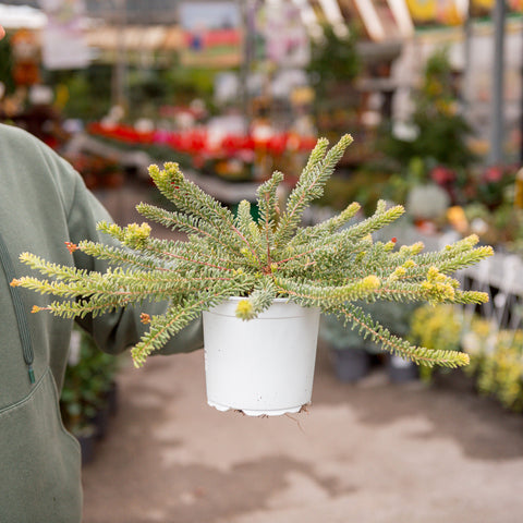 Simegarden Grevillea lanigera Tamboritha 15 cm
