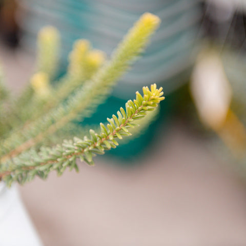 Simegarden Grevillea lanigera Tamboritha 15 cm