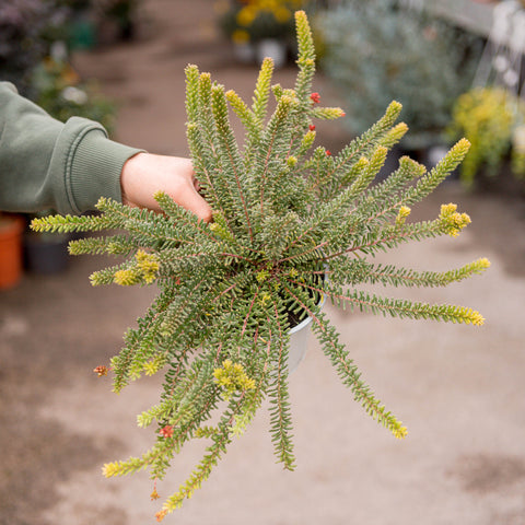 Simegarden Grevillea lanigera Tamboritha 15 cm