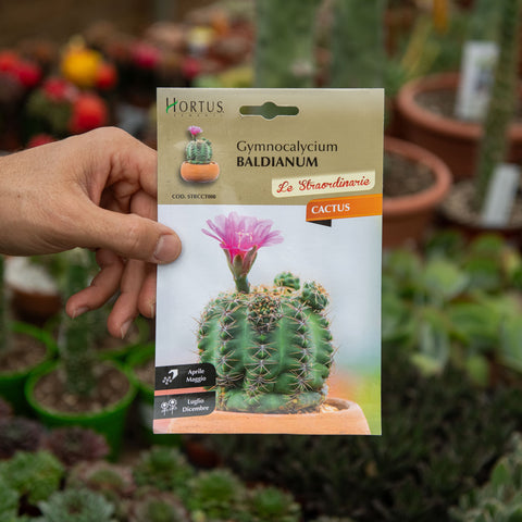 Simegarden Gymnocalycium baldianum Semi