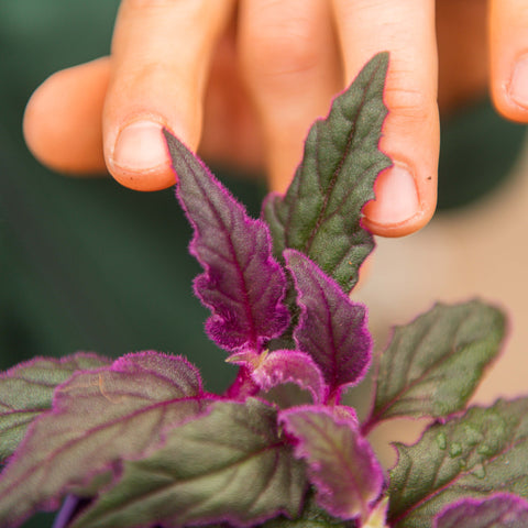 Simegarden Gynura aurantiaca 7 cm