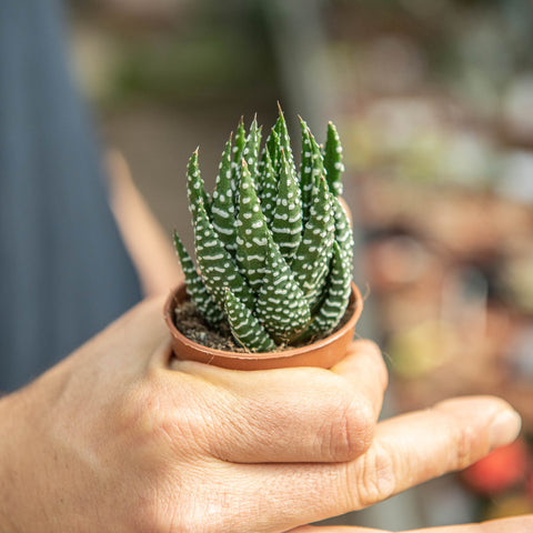 Simegarden Haworthia zebra 5.5 cm
