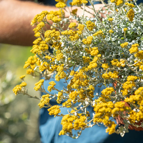 Simegarden Helichrysum cymosum 17 cm