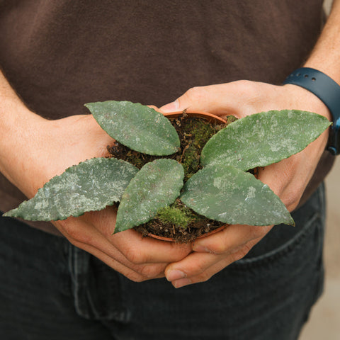Simegarden Hoya caudata 10.5 cm