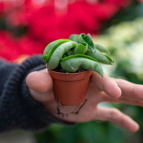 Simegarden Hoya compacta 6 cm