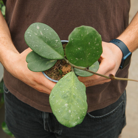 Simegarden Hoya incrassata variegata 10.5 cm