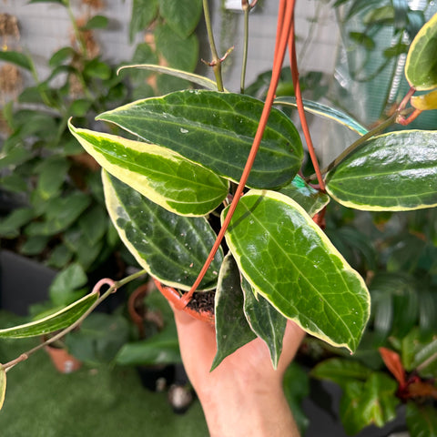 Simegarden Hoya macrophylla