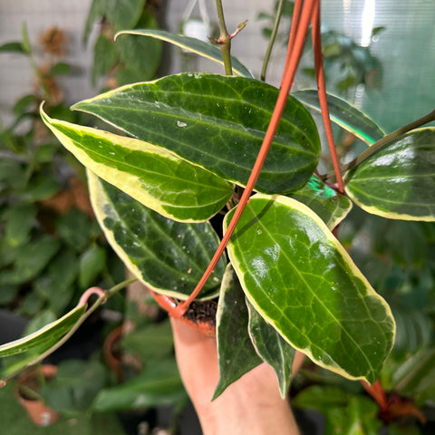 Simegarden Hoya macrophylla