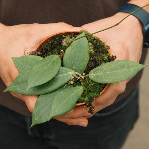 Simegarden Hoya nicholsoniae 10.5 cm