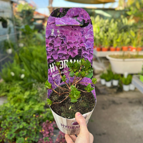 Simegarden Hydrangea macrophylla 17 cm / Blue