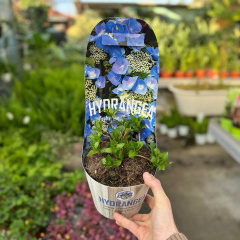 Simegarden Hydrangea macrophylla 17 cm / Blue