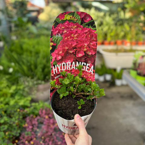 Simegarden Hydrangea macrophylla 17 cm / Blue