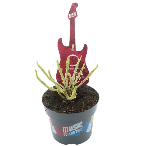 Simegarden Hydrangea macrophylla "Pink Punk" 17 cm / Blue