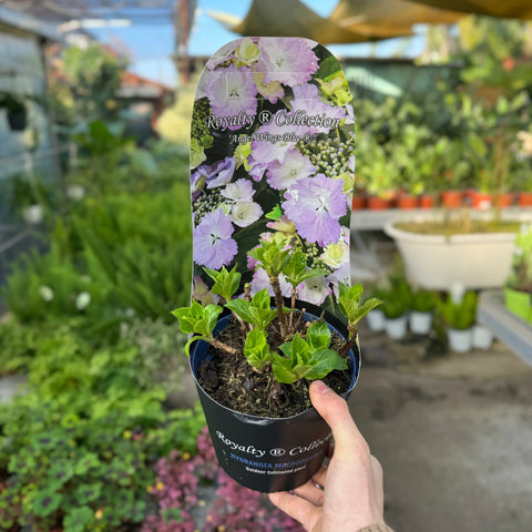 Simegarden Hydrangea macrophylla "royalty collection"