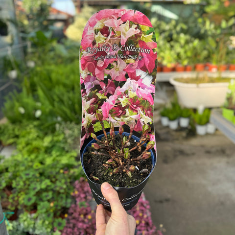 Simegarden Hydrangea macrophylla "royalty collection"