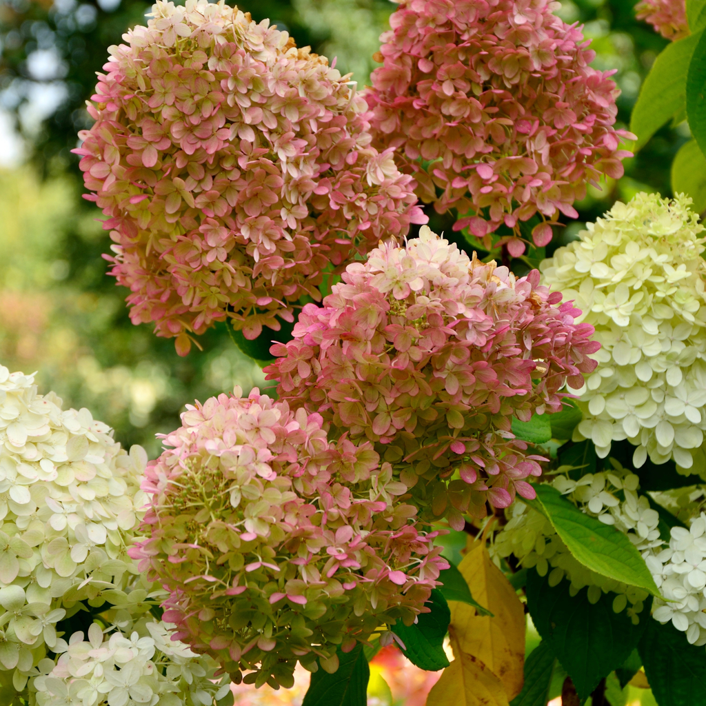 simegarden-hydrangea-