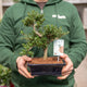 Simegarden Ilex crenata bonsai 19.5 cm