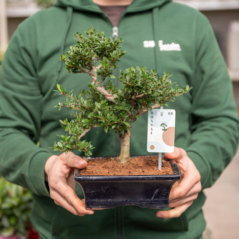 Simegarden Ilex crenata bonsai 19.5 cm