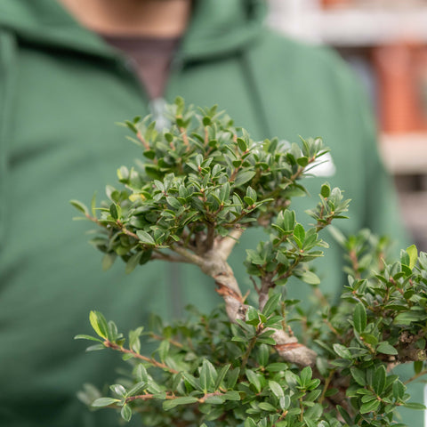 Simegarden Ilex crenata bonsai 19.5 cm