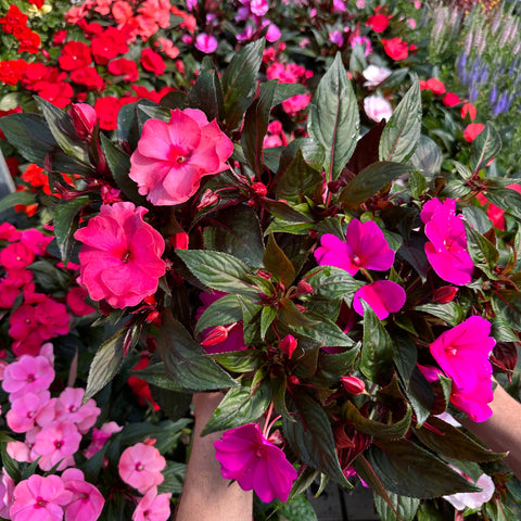 Simegarden Impatiens nuova guinea