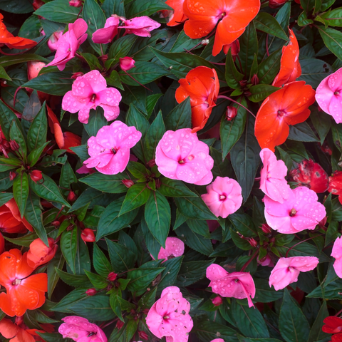 Simegarden Impatiens nuova guinea