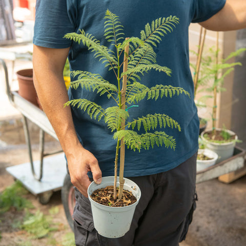 Simegarden Jacaranda mimosifolia