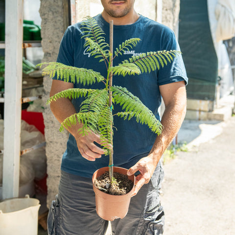 Simegarden Jacaranda mimosifolia 17 cm - pianta di 1 anno