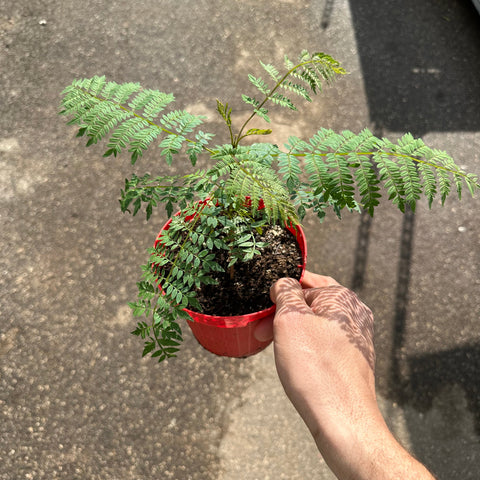 Simegarden Jacaranda mimosifolia