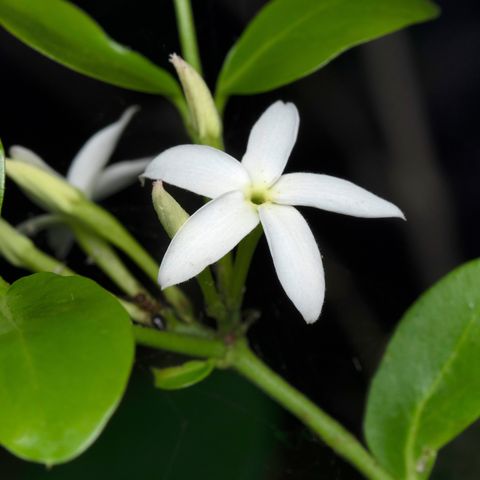 Simegarden Jasminum azoricum 17 cm