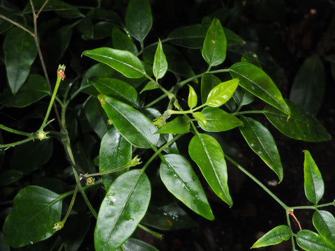 Simegarden Jasminum azoricum 17 cm