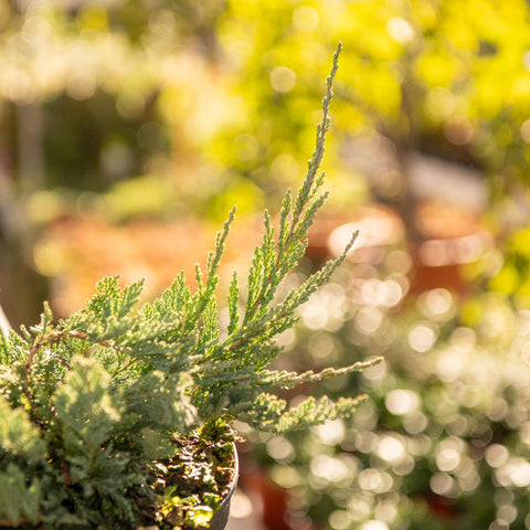 Simegarden Juniperus horizontalis glauca 18 cm