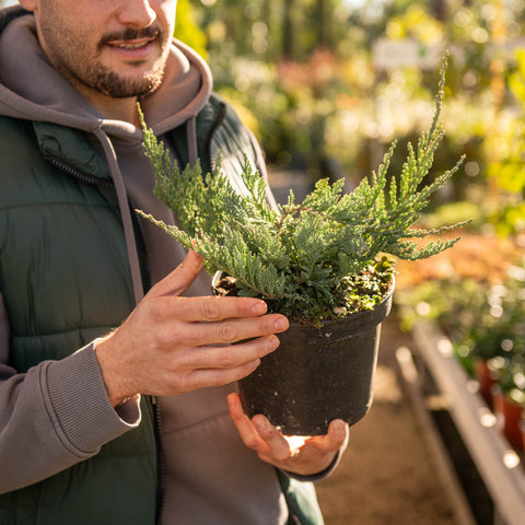 Simegarden Juniperus horizontalis glauca 18 cm