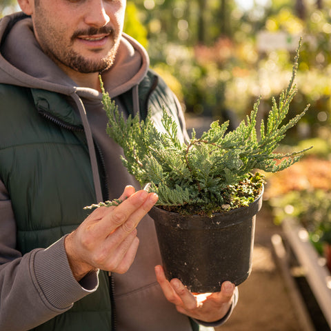 Simegarden Juniperus horizontalis glauca 18 cm