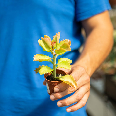 Simegarden Kalanchoe rubinea 5.5 cm