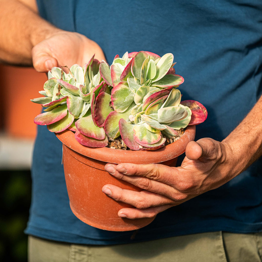 Kalanchoe thyrsiflora variegata – Simegarden