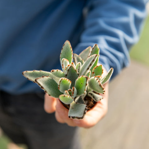 Simegarden Kalanchoe tomentosa 5.5 cm