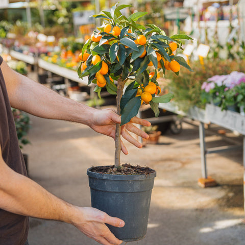 Simegarden Kumquat pianta