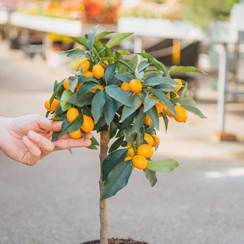 Simegarden Kumquat pianta