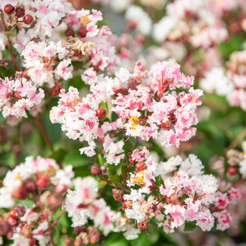 Simegarden Lagerstroemia berlingot menthe 24 cm
