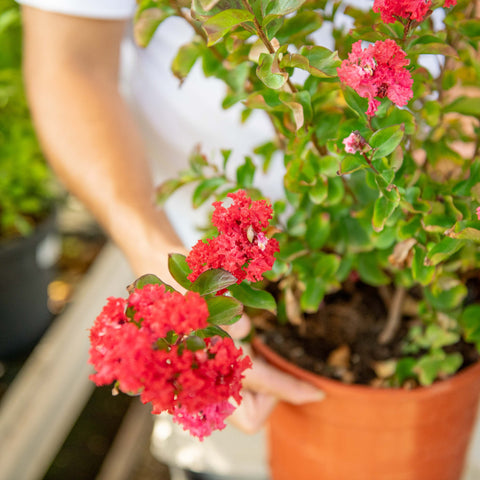 Simegarden Lagerstroemia Dynamite 24 cm