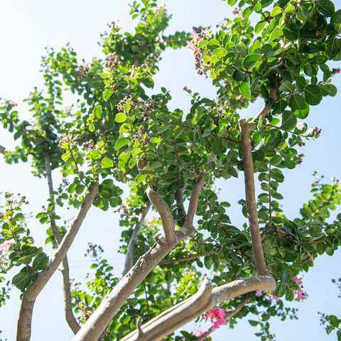 Simegarden Lagerstroemia indica