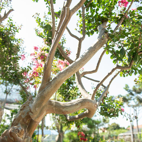 Simegarden Lagerstroemia indica