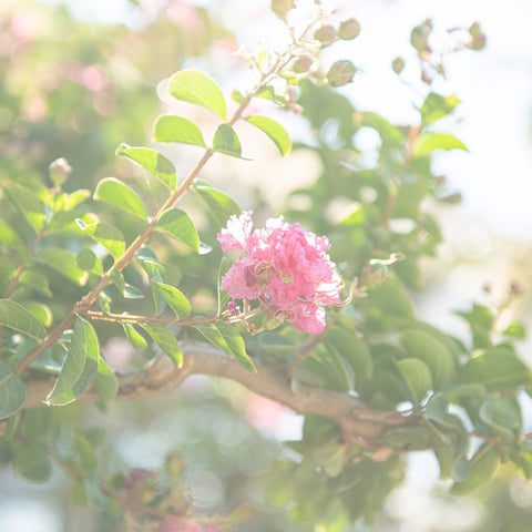 Simegarden Lagerstroemia indica
