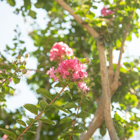 Simegarden Lagerstroemia indica