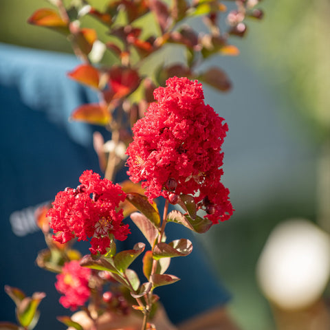 Simegarden Lagerstroemia indica "Dynamite"