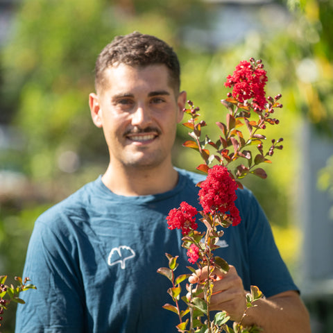 Simegarden Lagerstroemia indica "Dynamite"