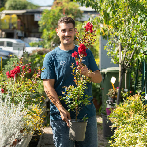 Simegarden Lagerstroemia indica "Dynamite"