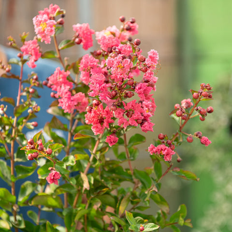 Simegarden Lagerstroemia indica "Dynamite"